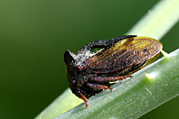 Centrotus cornutus